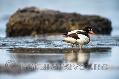 BB 15 0520 / Tadorna tadorna / Gravand